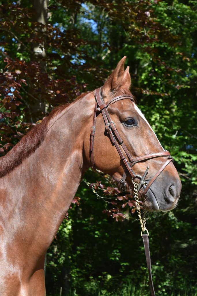 EASY UP DE GRANDRY, Ecurie Florian Angot