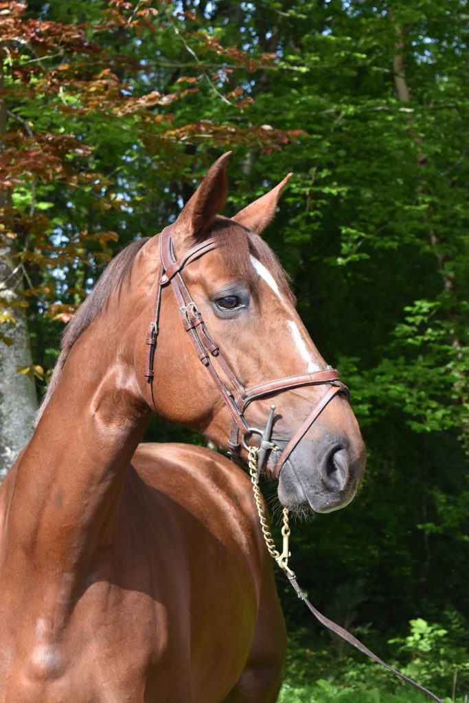 Elina de Grandry, jument née en 2014 - Par Qlassic Bois Margot et Romane de Grandry (Quickstar) - Ecurie Florian Angot