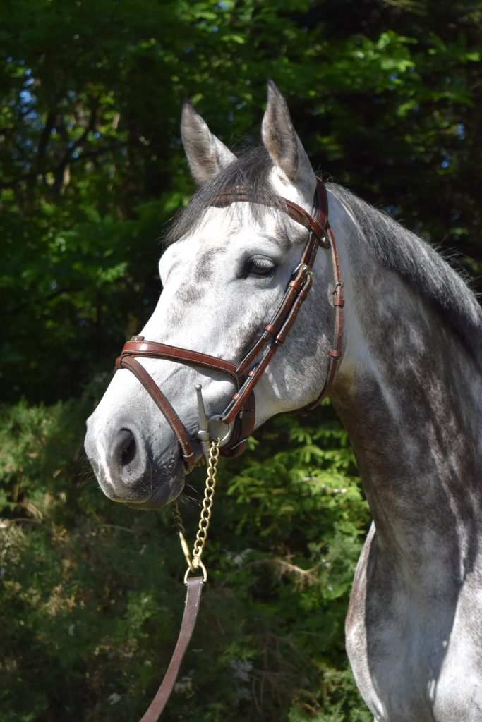 ELIOTT DE GRANDRY, Ecurie Florian Angot