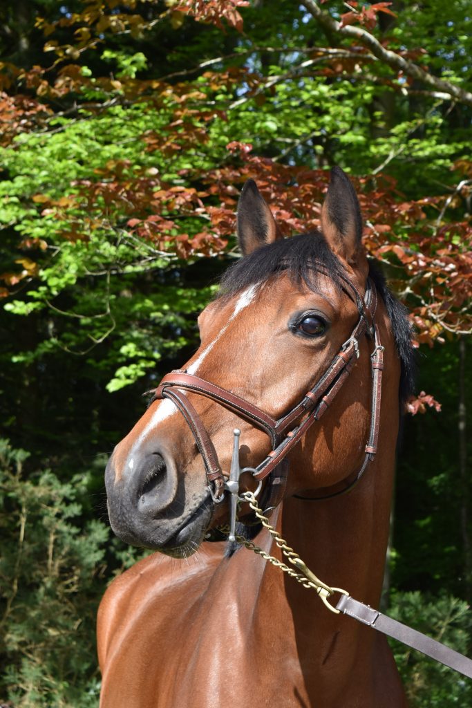 FEELING DE GRANDRY, Ecurie Florian Angot