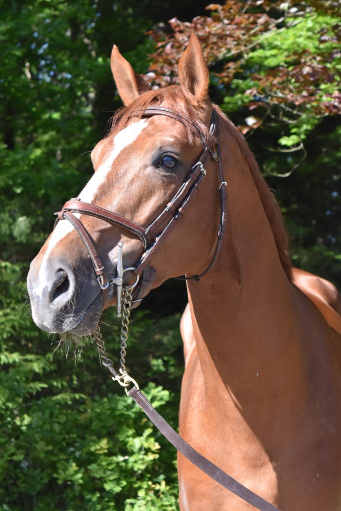 GOLDDIGGER DE GRANDRY, Ecurie Florian Angot